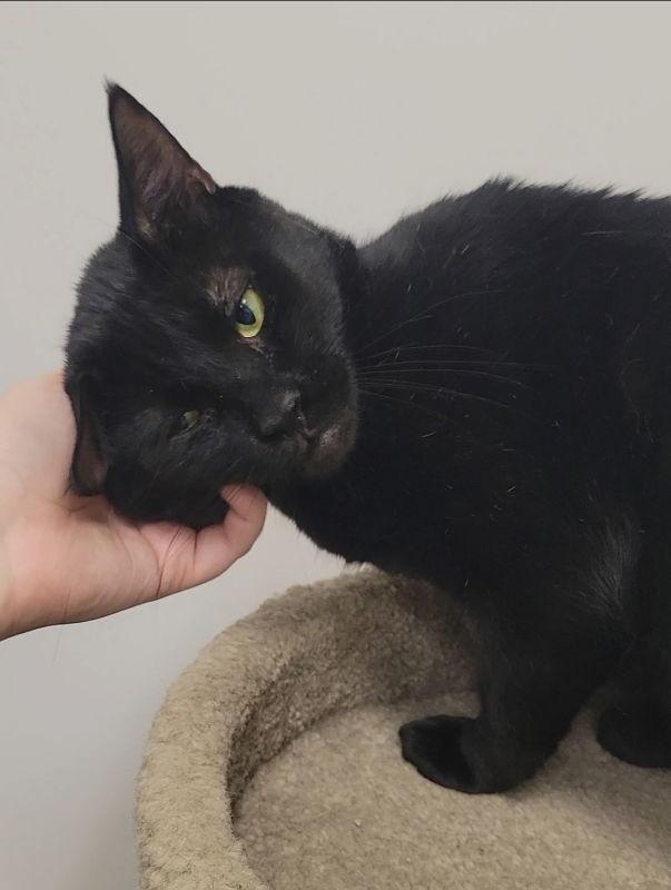 Lucius, a Adopted Domestic Short Hair in Ball Ground, GA image 2/3