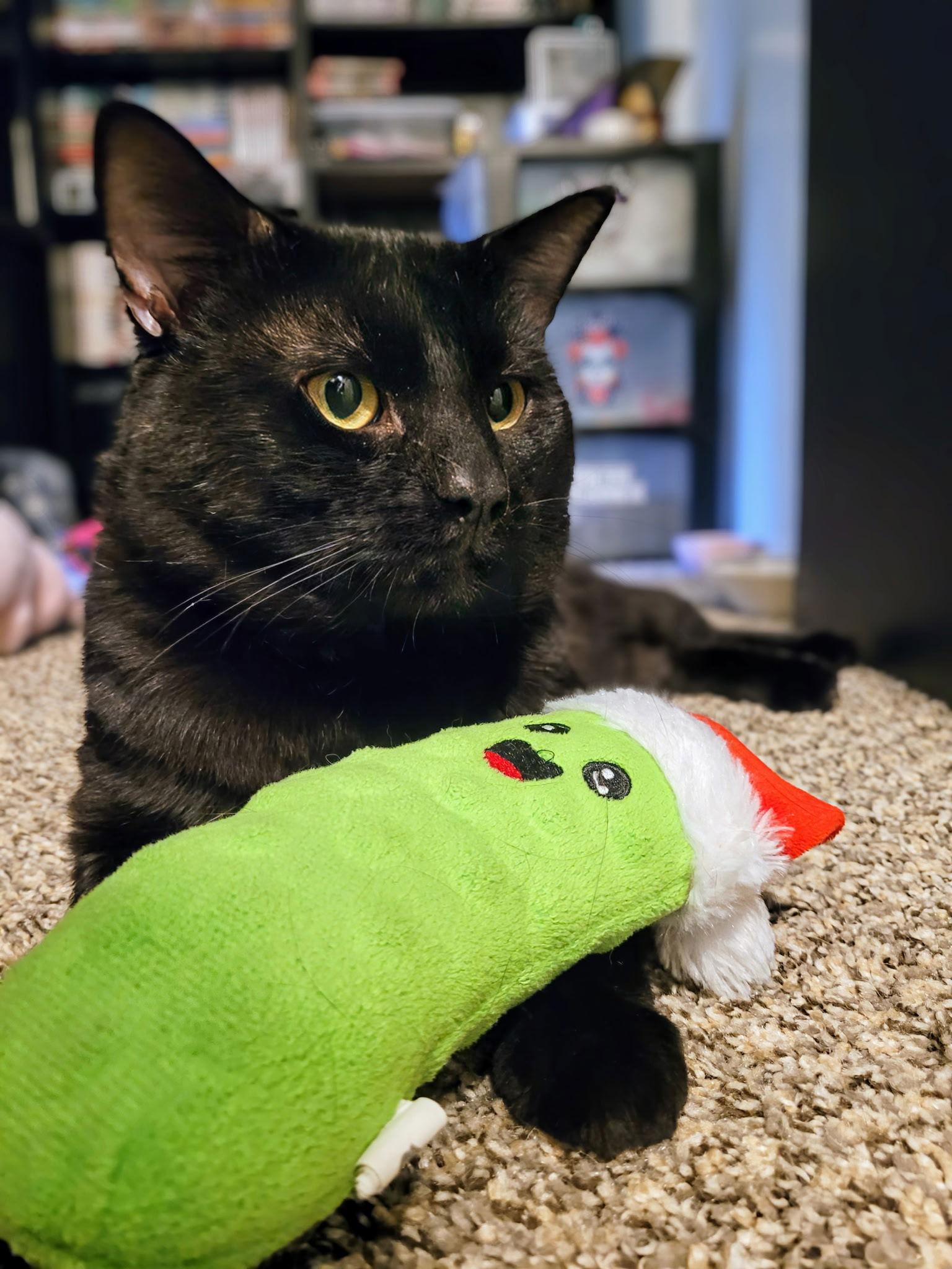 Lucius, a Adopted Domestic Short Hair in Ball Ground, GA image 3/3