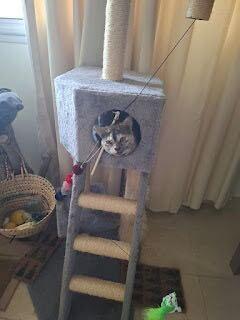 Enlarge Tart, a Adoptable Domestic Short Hair in Waltham, MA image 1/2