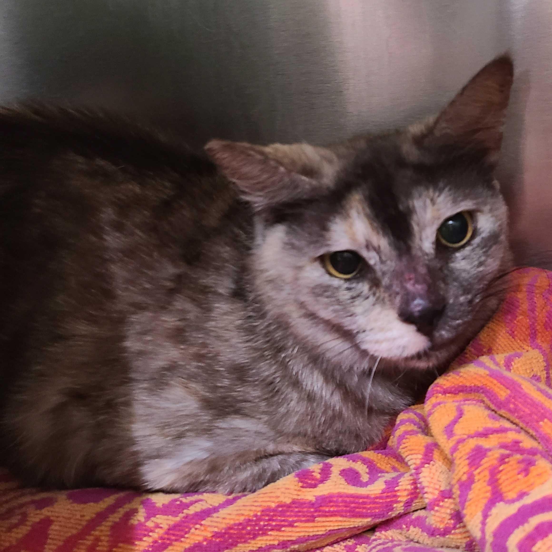 Enlarge Tart, a Adoptable Domestic Short Hair in Waltham, MA image 1/2