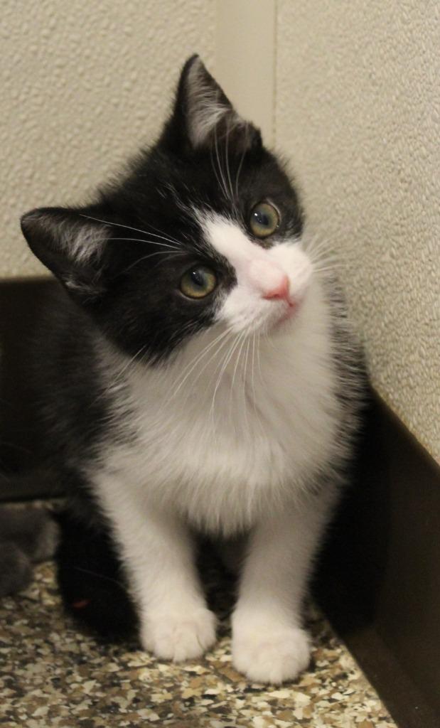 Wasabi — thumbnail 3