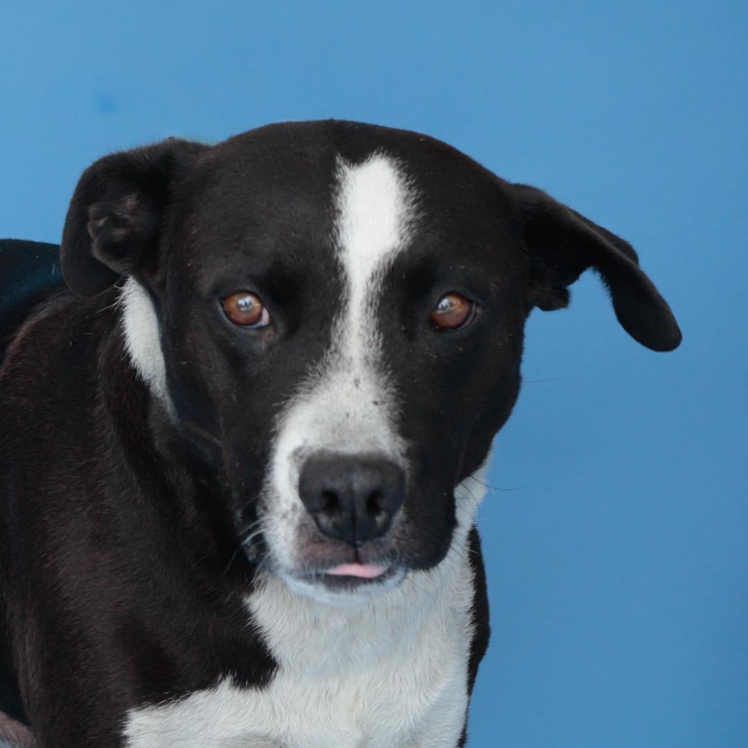 IGOR, a Adoptable mixed breed in Pasadena, CA image 1/2