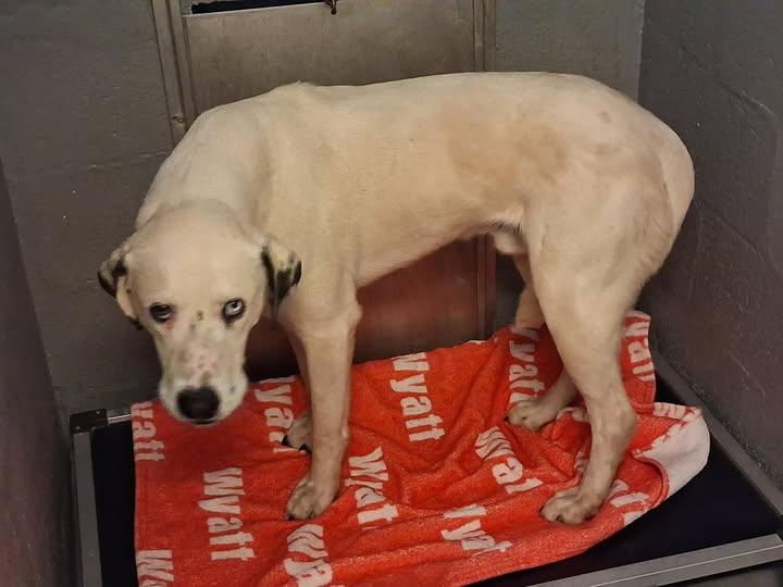 Speckles, ADOPTABLE, Adult Male Dalmatian.