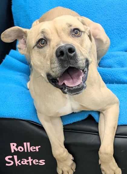 Roller Skates (in foster), Adoptable, Adult Female Labrador Retriever & Boxer.
