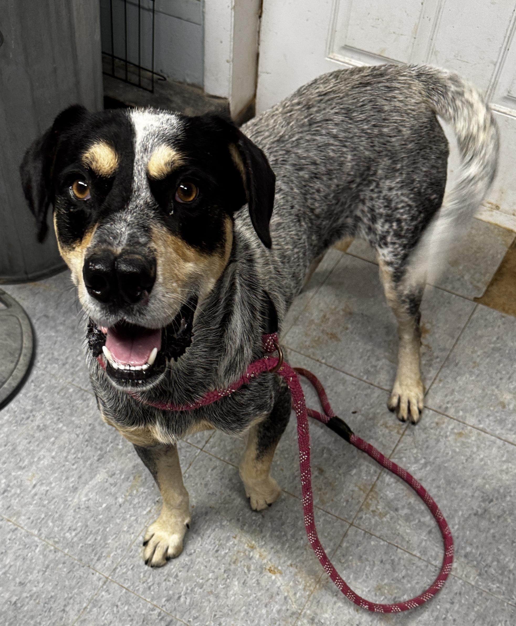 Rebel, Adoptable, Young Male Bluetick Coonhound.