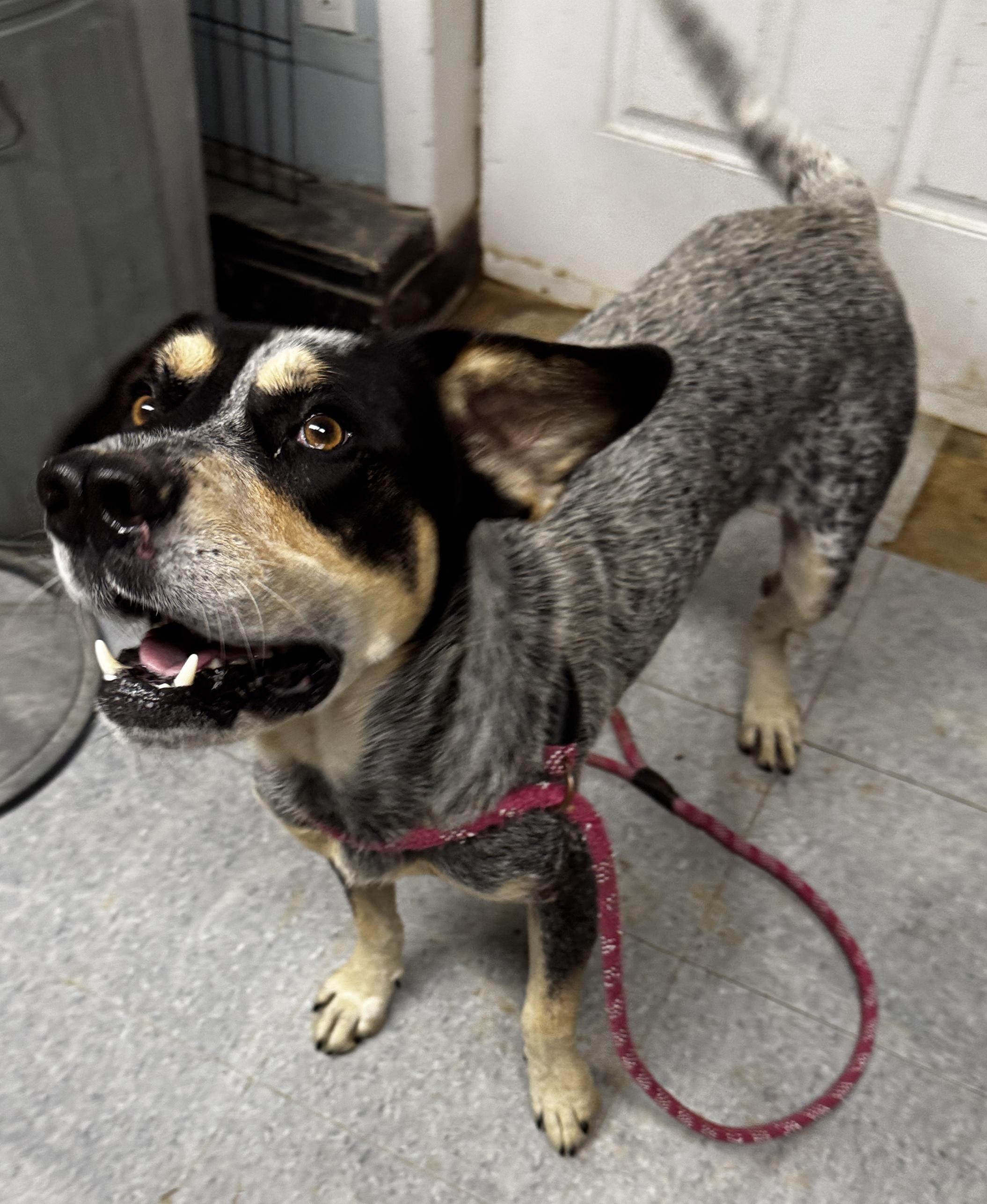Rebel, a Adoptable Bluetick Coonhound in Rogersville, TN image 2/4