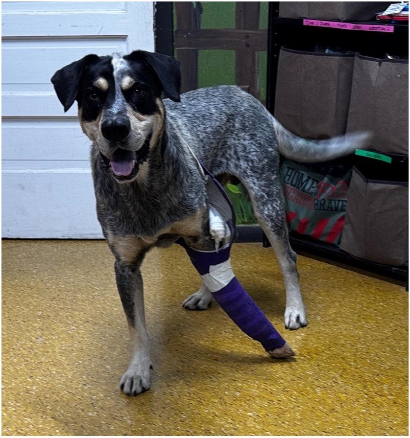 Rebel, a Adoptable Bluetick Coonhound in Rogersville, TN image 4/4