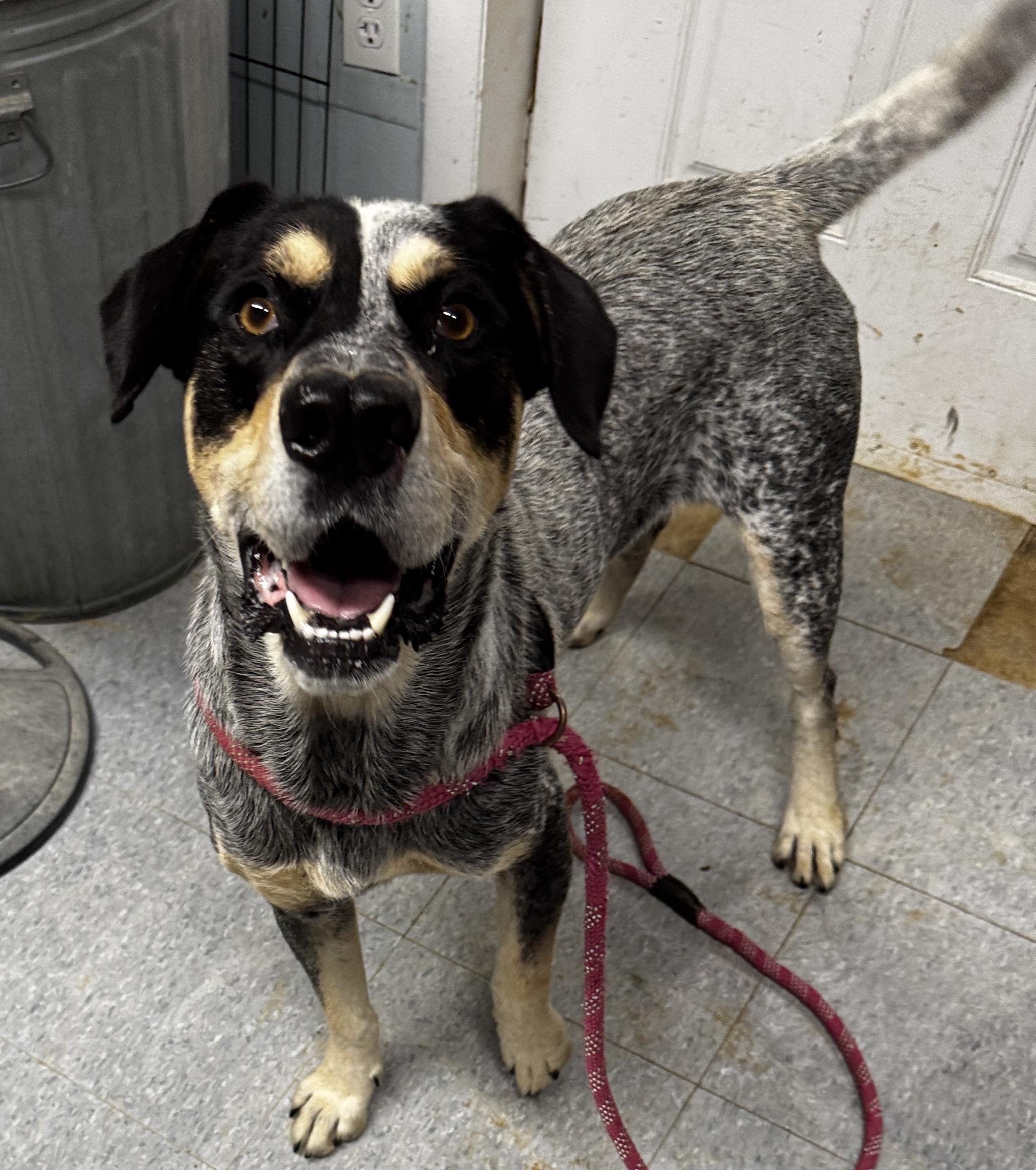 Rebel, a Adoptable Bluetick Coonhound in Rogersville, TN image 3/4