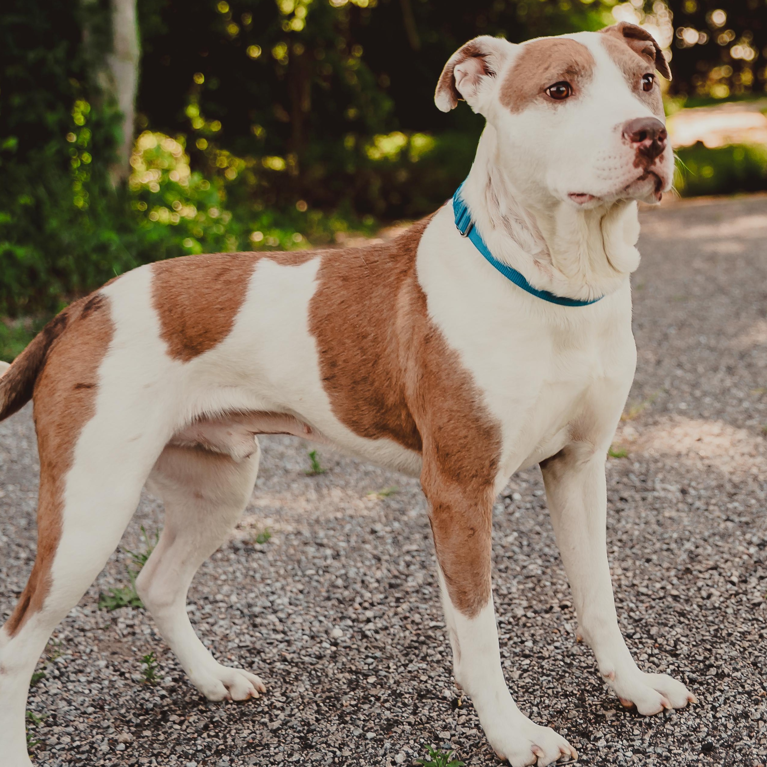 Enlarge Azul, a Adoptable mixed breed in Krum, TX image 6/6