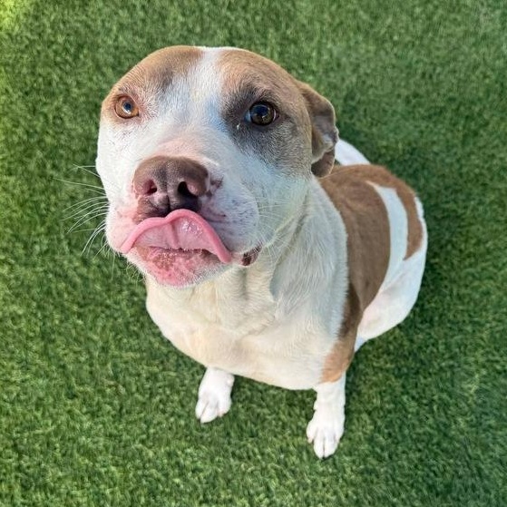 Enlarge Azul, a Adoptable mixed breed in Krum, TX image 4/6