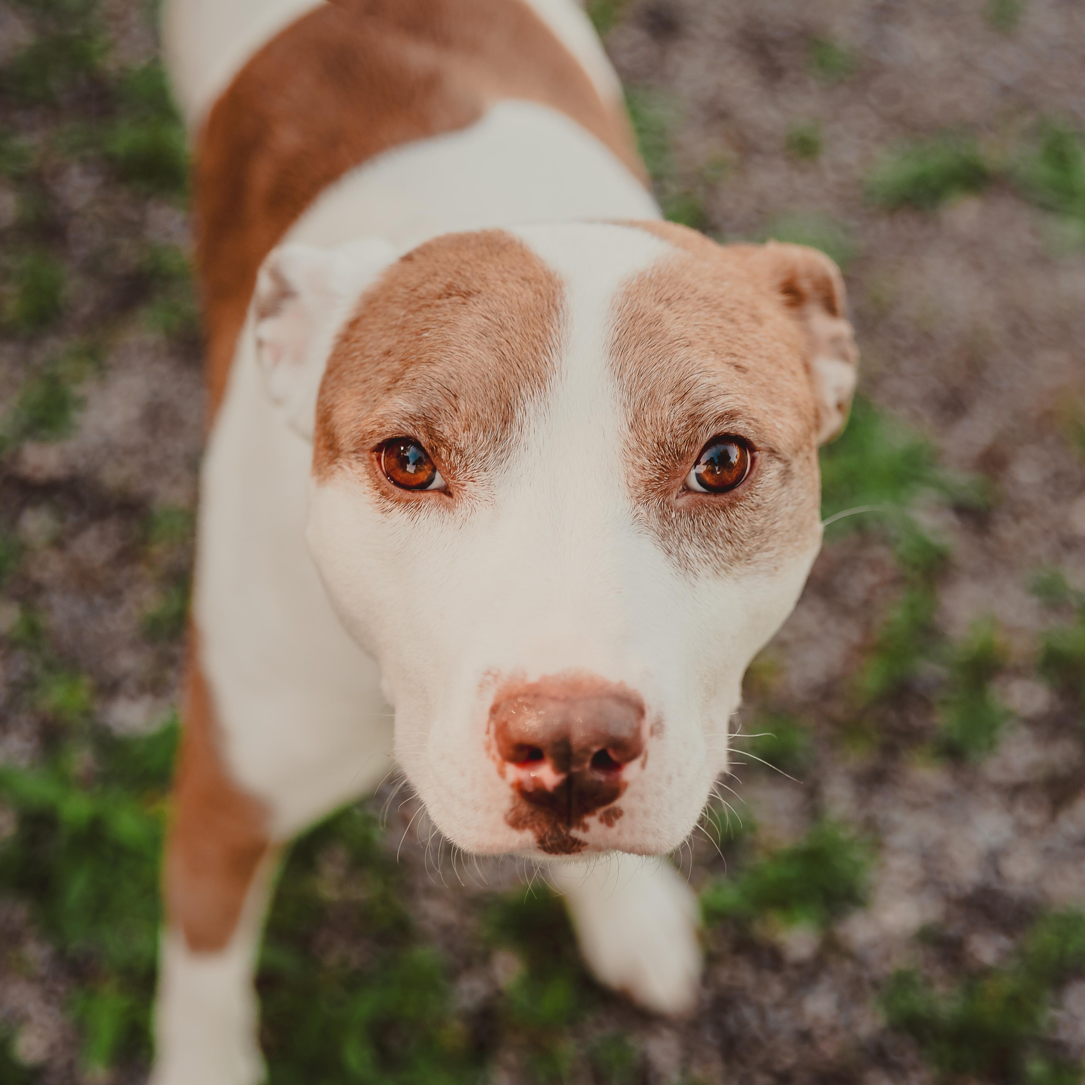 Enlarge Azul, a Adoptable mixed breed in Krum, TX image 2/6