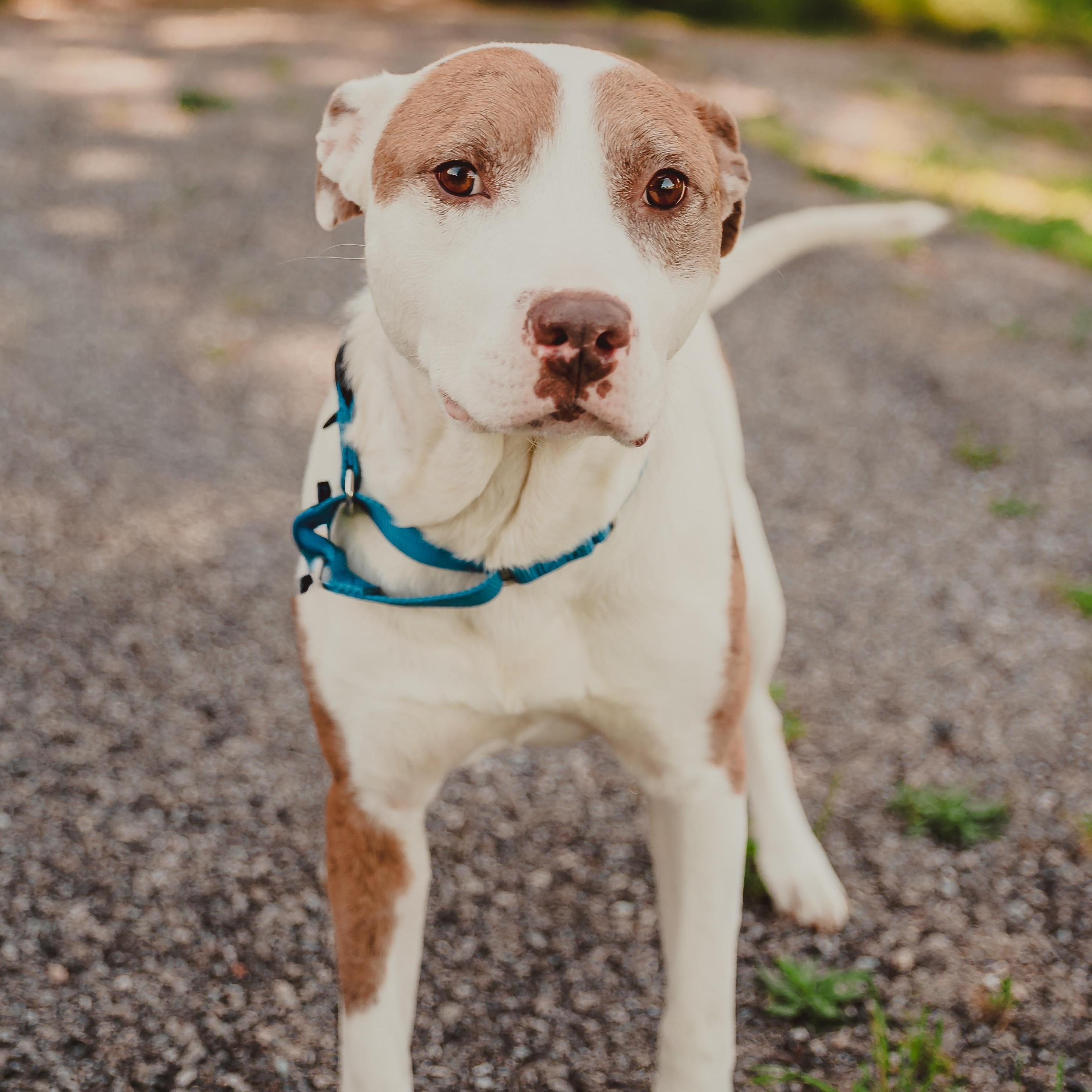 Azul, Adoptable, Adult Male Pit Bull Terrier.