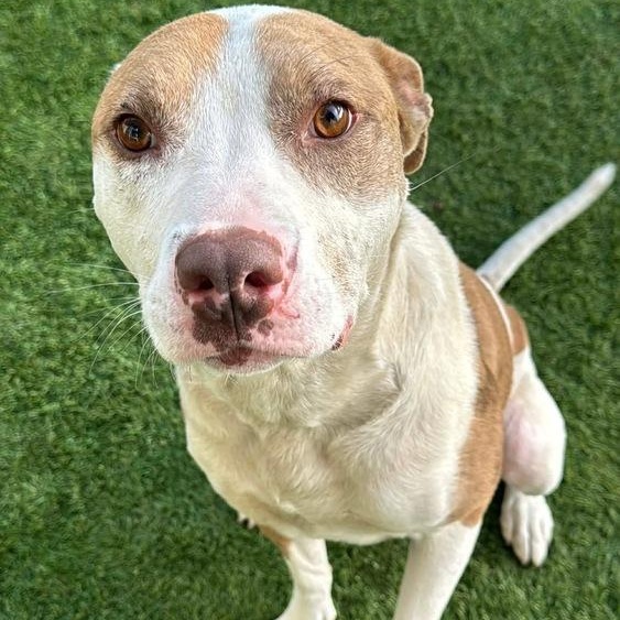 Enlarge Azul, a Adoptable mixed breed in Krum, TX image 5/6