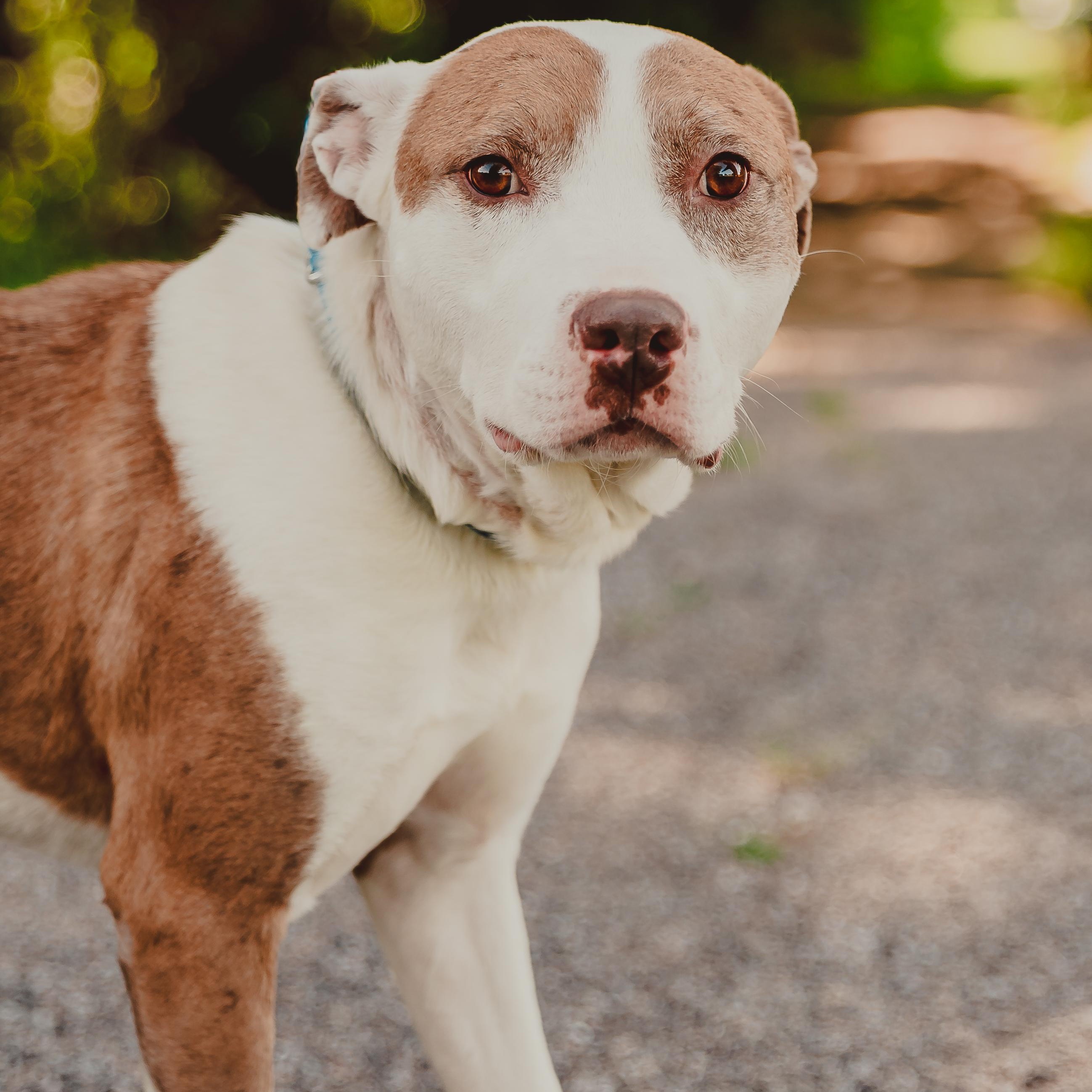 Enlarge Azul, a Adoptable mixed breed in Krum, TX image 3/6