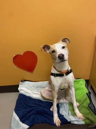 Charlie, Adoptable, Young Male Mixed Breed.