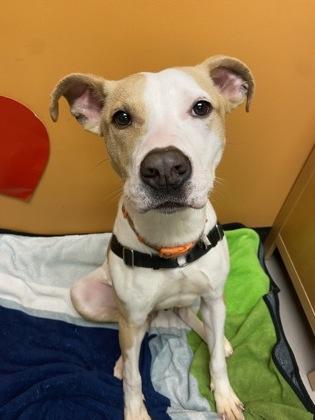 Charlie, a Adoptable mixed breed image 2/3