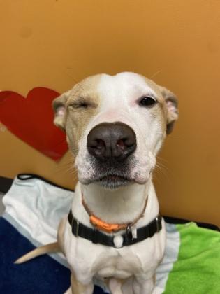 Charlie, a Adoptable mixed breed image 3/3