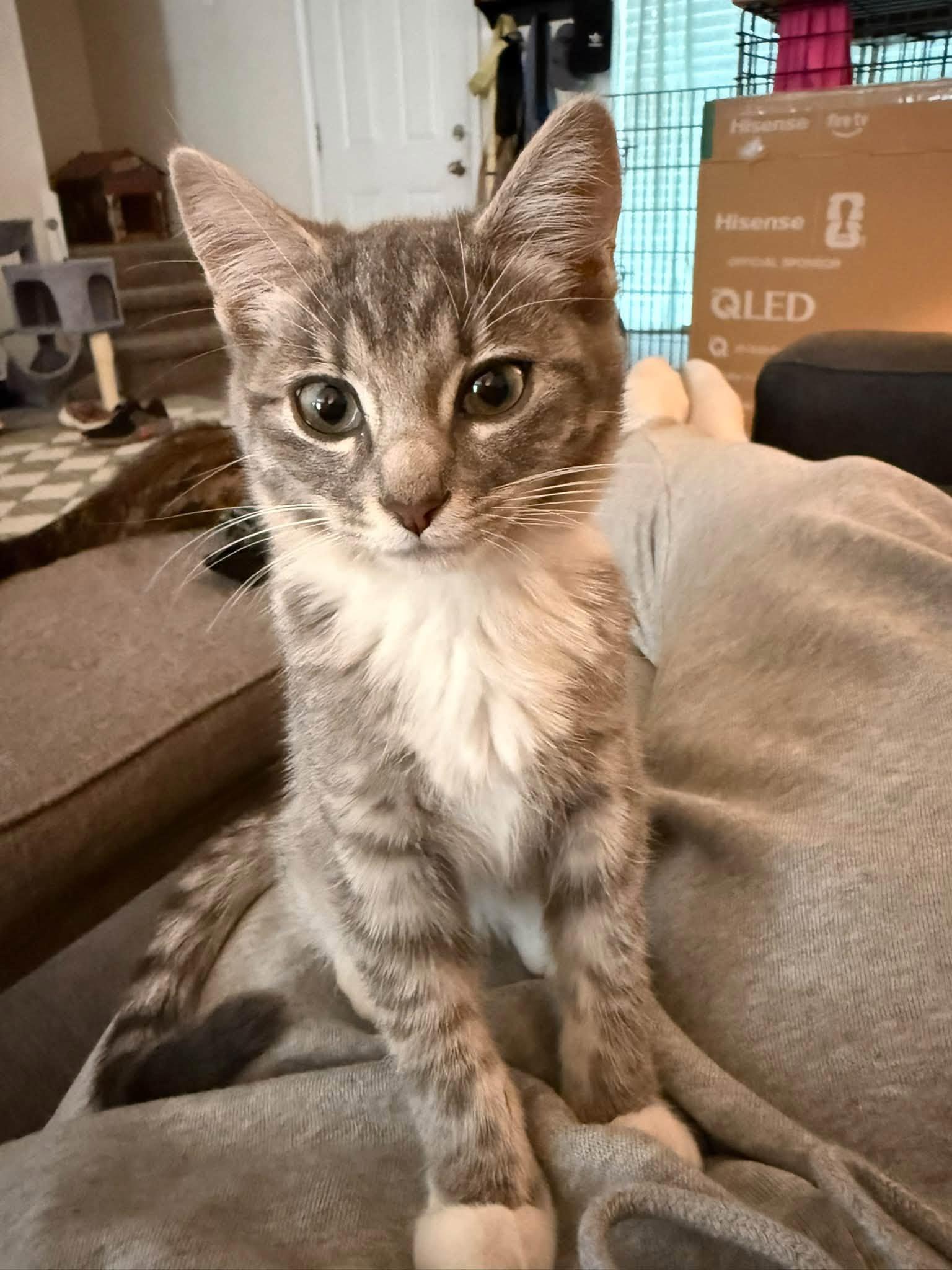 Enlarge Misty, a Adopted Domestic Short Hair in Clarksville, TN image 4/6