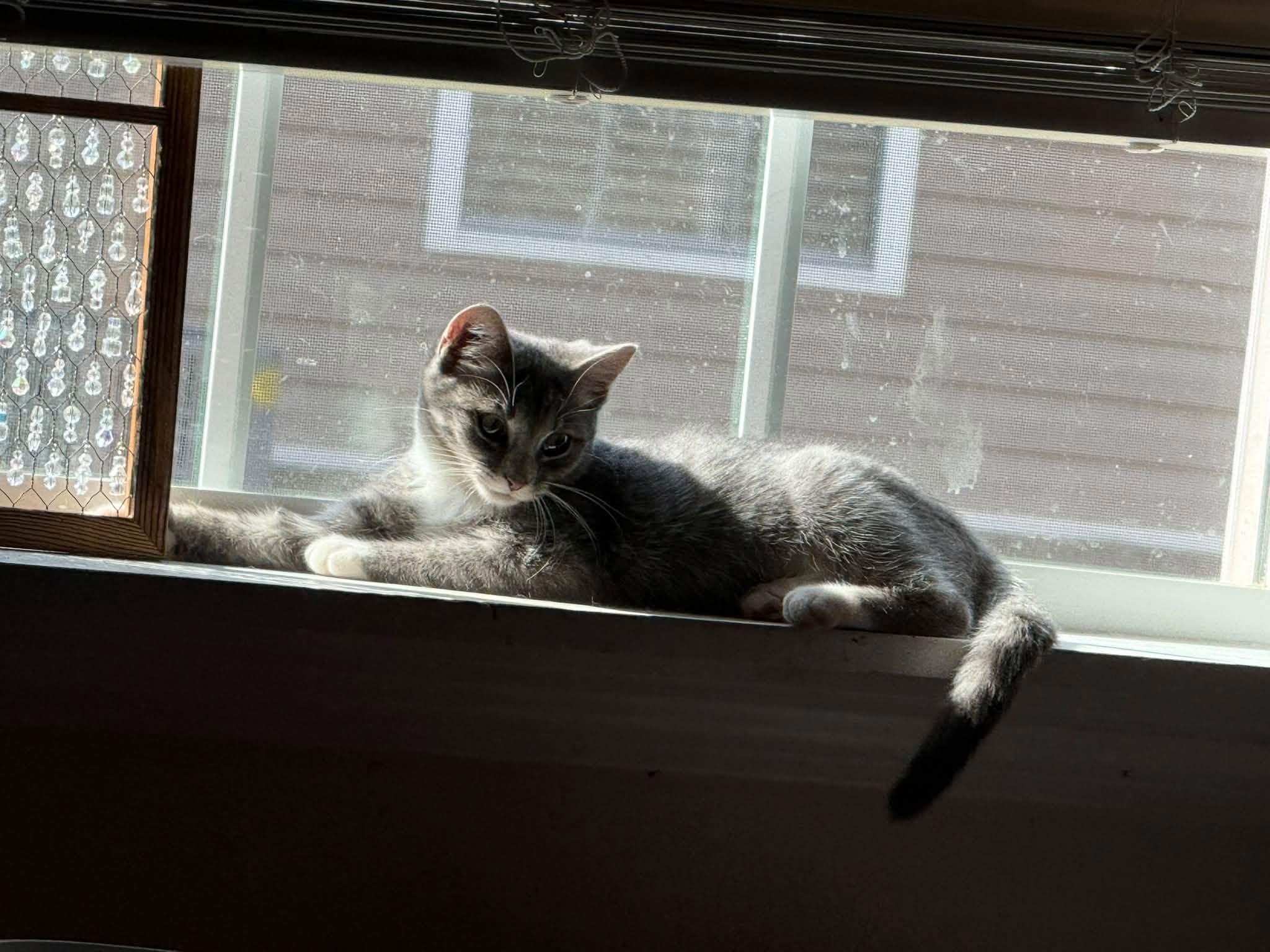 Enlarge Misty, a Adopted Domestic Short Hair in Clarksville, TN image 3/6