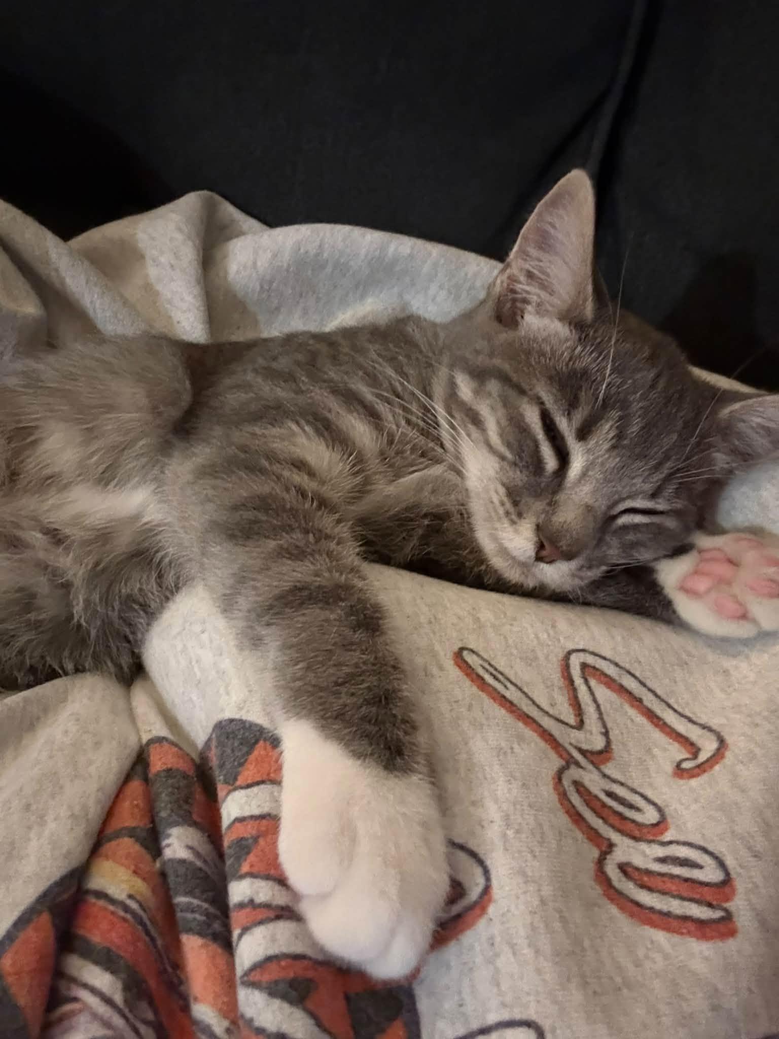 Enlarge Misty, a Adopted Domestic Short Hair in Clarksville, TN image 1/6