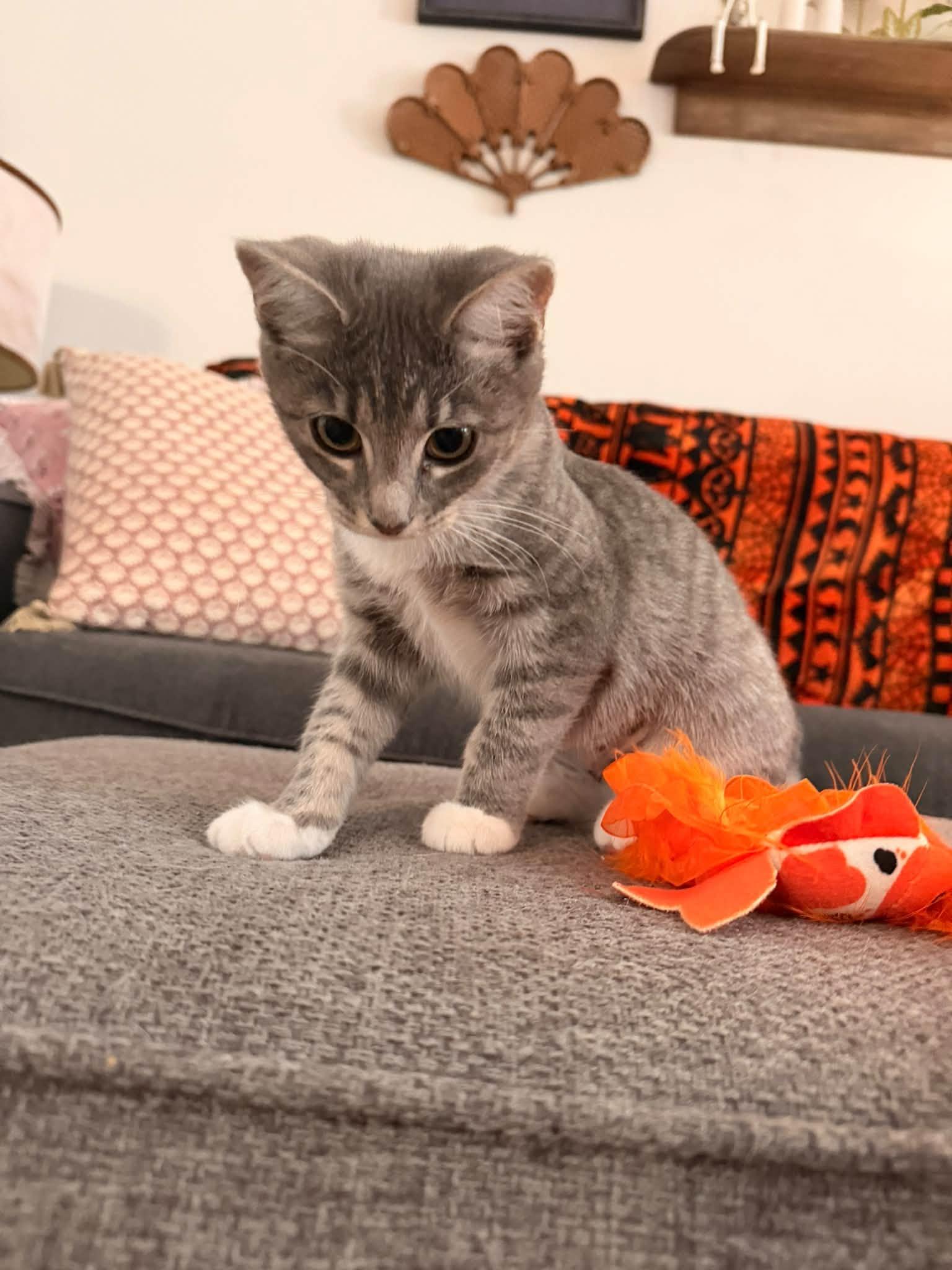 Enlarge Misty, a Adopted Domestic Short Hair in Clarksville, TN image 6/6
