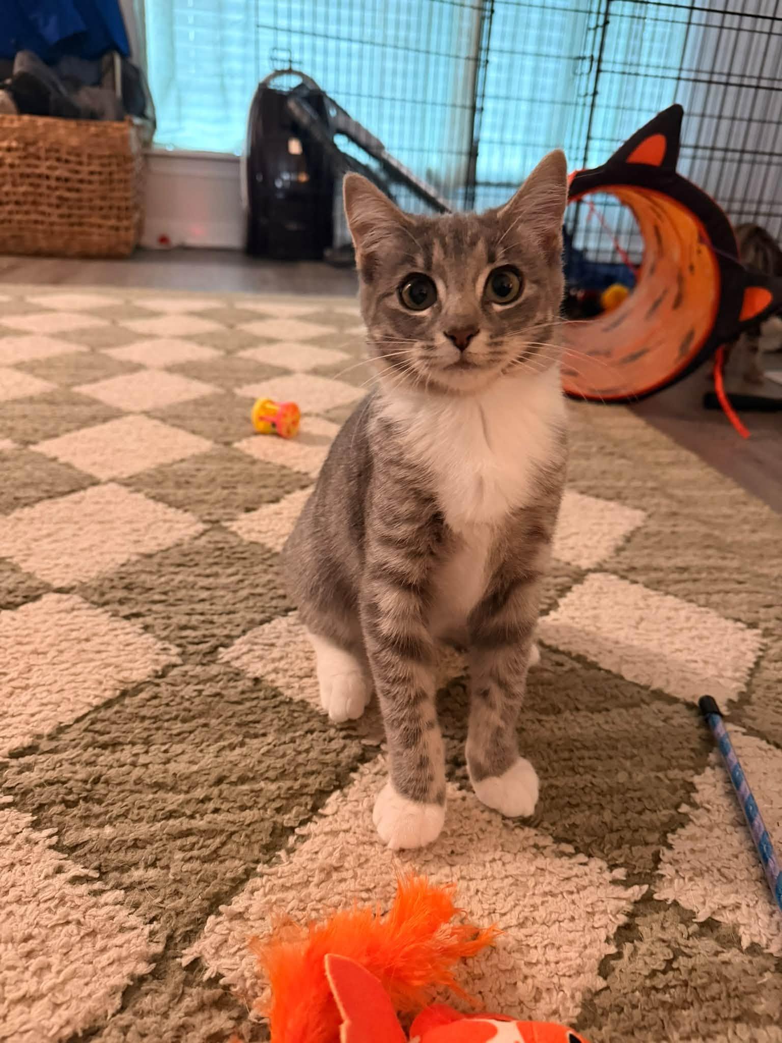 Enlarge Misty, a Adopted Domestic Short Hair in Clarksville, TN image 5/6