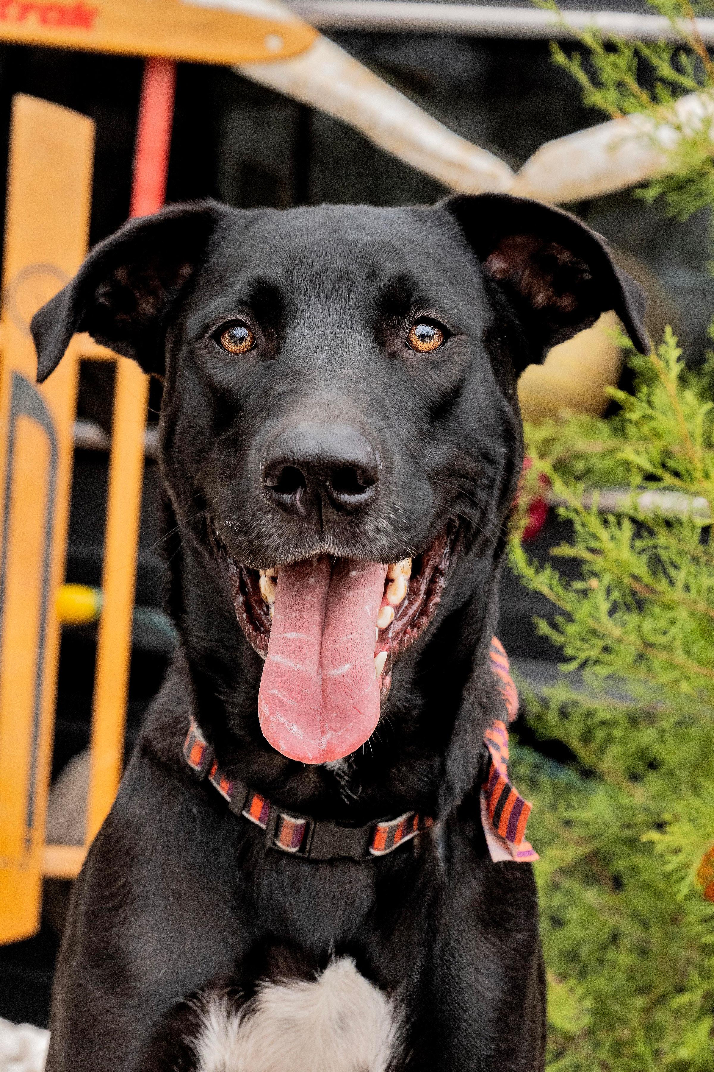 Zander, Adoptable, Adult Male Black Labrador Retriever & Great Dane.
