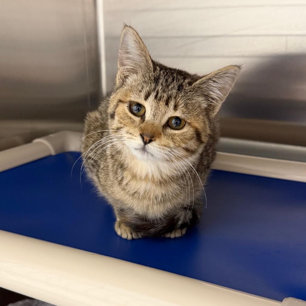 Butterbean, Adoptable, Kitten Female Domestic Short Hair.