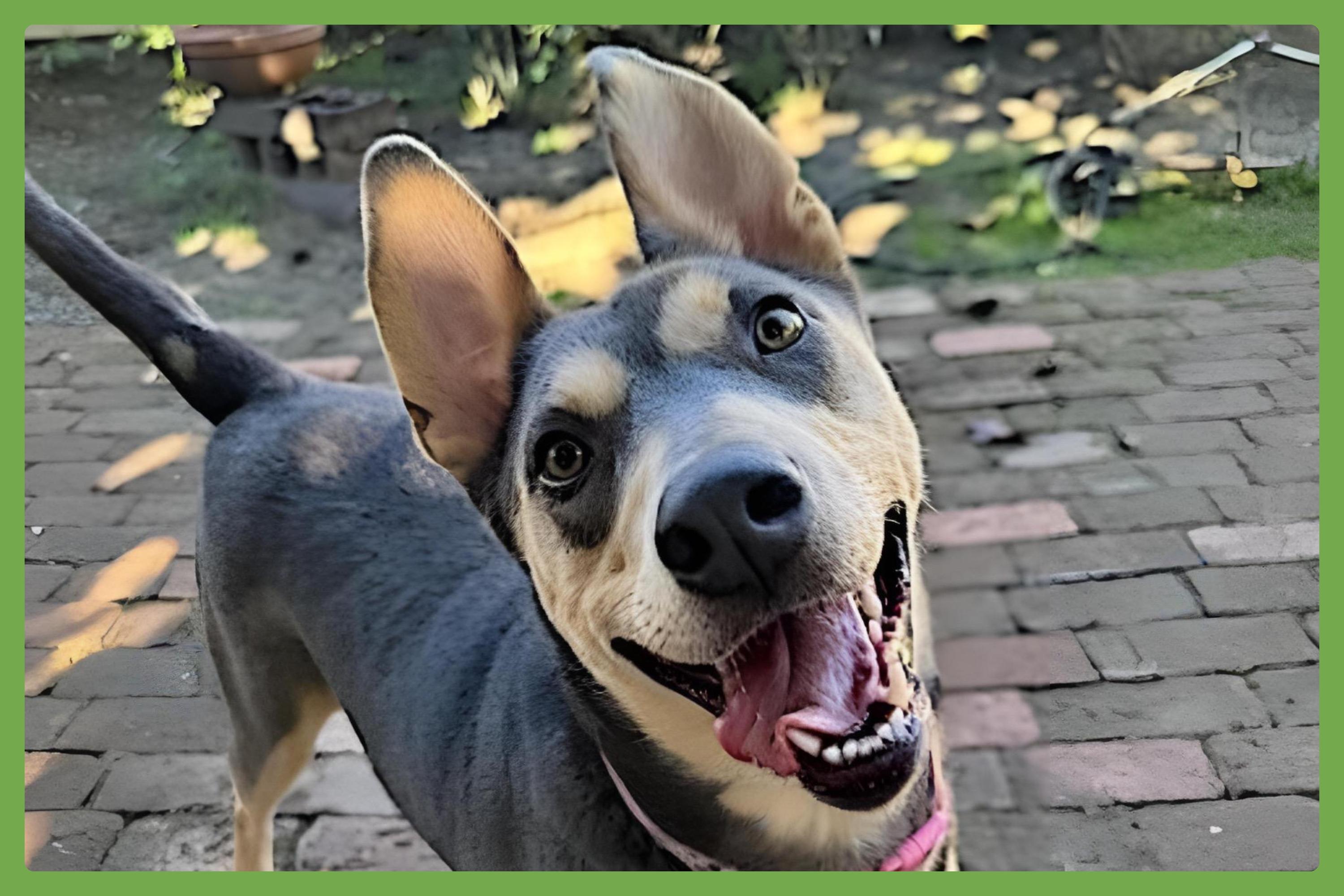 Sadie, Adoptable, Adult Female Siberian Husky & German Shepherd Dog.