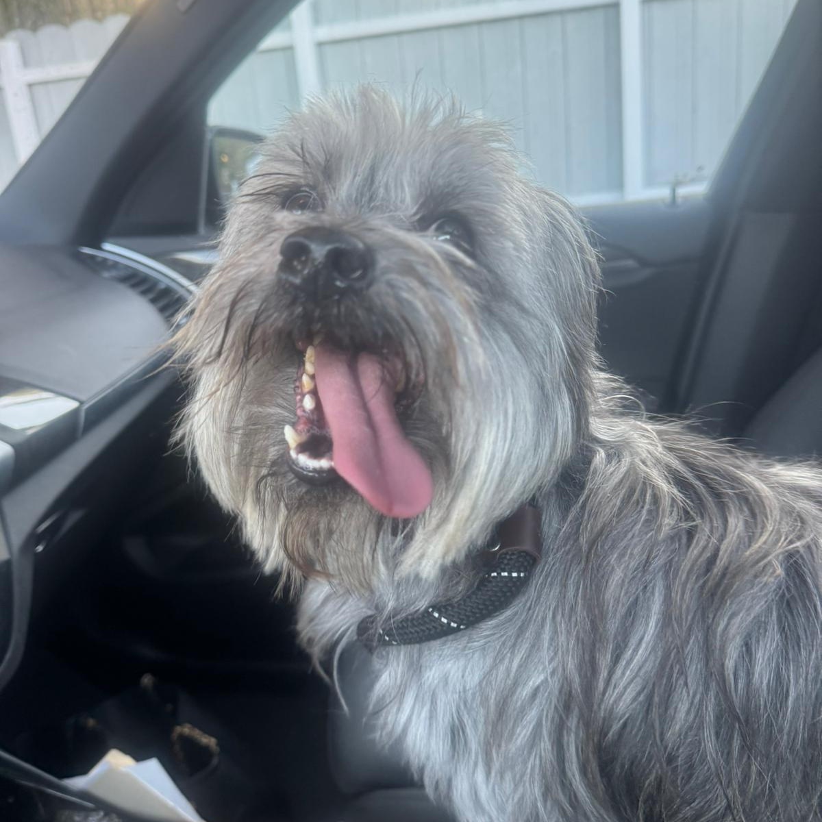 Gnocchi , ADOPTABLE, Young Male Yorkshire Terrier.