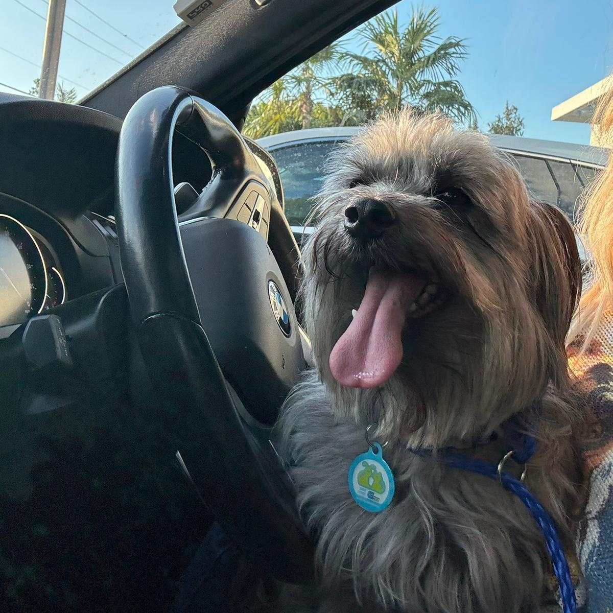 Gnocchi , a ADOPTABLE mixed breed in Miami, FL image 4/4