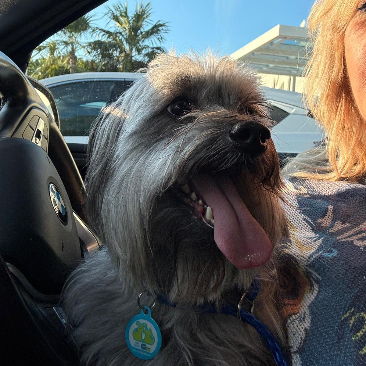 Gnocchi , a ADOPTABLE mixed breed in Miami, FL image 2/4