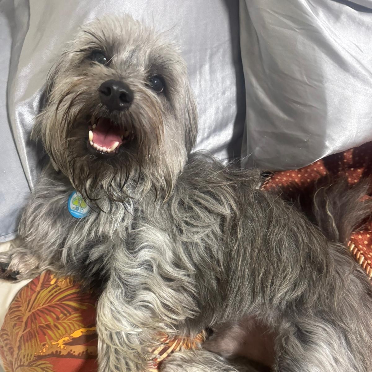 Gnocchi , a ADOPTABLE mixed breed in Miami, FL image 3/4