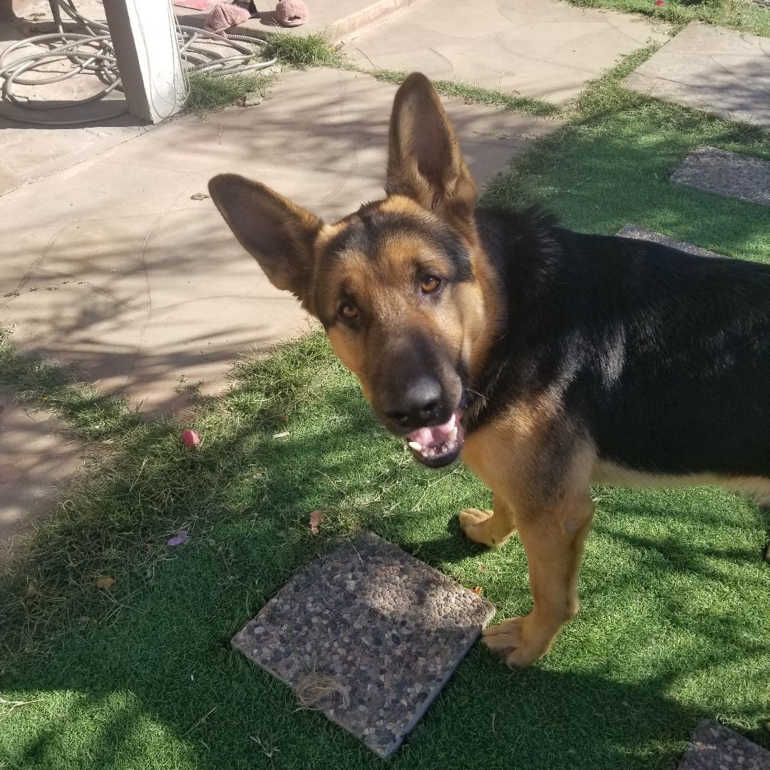 Max, a Adoptable mixed breed in Cantua Creek, CA image 1/5