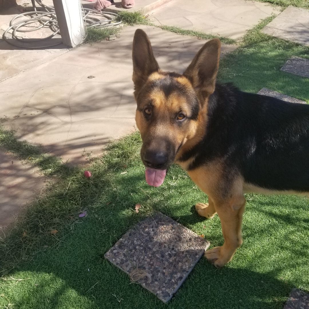 Max, a Adoptable mixed breed in Cantua Creek, CA image 2/5