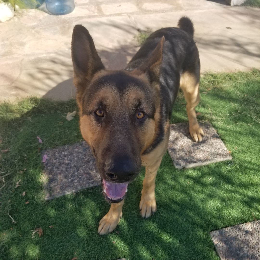 Max, a Adoptable mixed breed in Cantua Creek, CA image 3/5