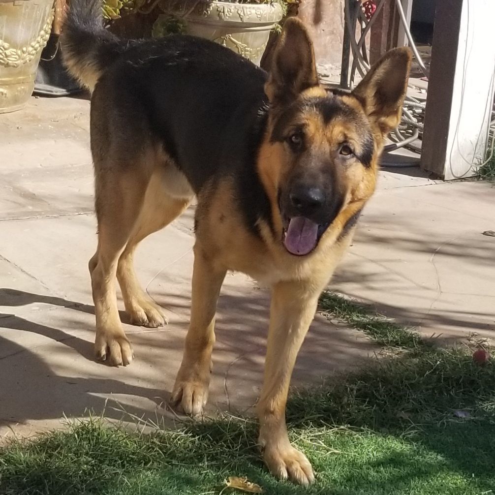 Max, a Adoptable mixed breed in Cantua Creek, CA image 4/5
