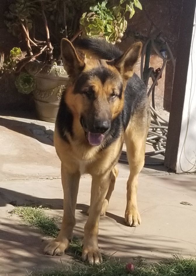 Max, a Adoptable mixed breed in Cantua Creek, CA image 5/5