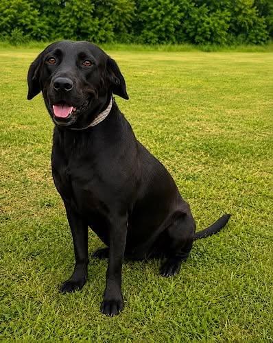 Enlarge Shelby 33, an adopted Black Labrador Retriever in Killingworth, CT image 4/6