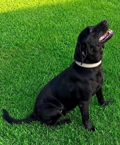 Enlarge Shelby 33, an adopted Black Labrador Retriever in Killingworth, CT image 5/6