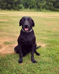 Enlarge Shelby 33, an adopted Black Labrador Retriever in Killingworth, CT image 3/6