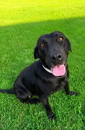 Enlarge Shelby 33, an adopted Black Labrador Retriever in Killingworth, CT image 1/6