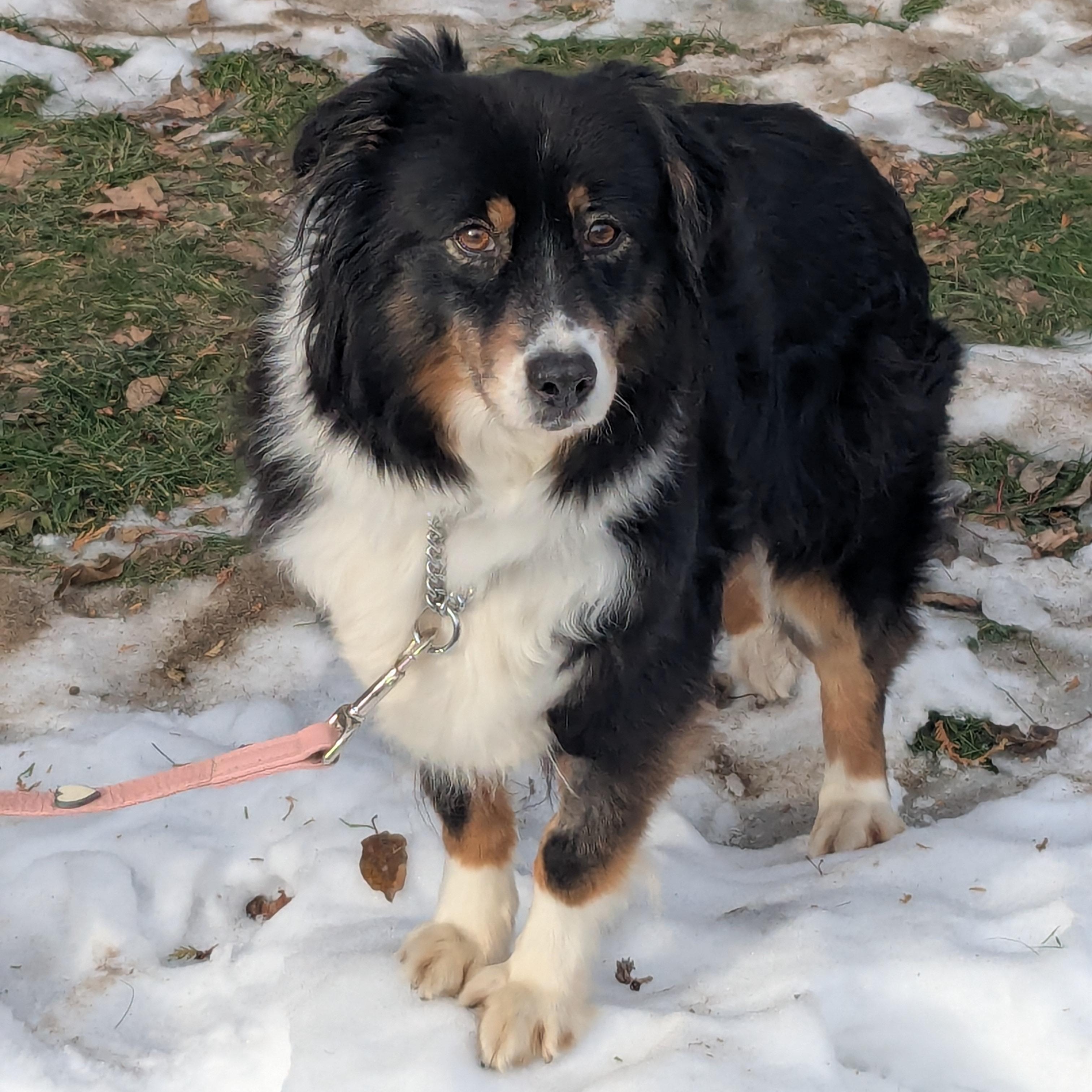 Enlarge Strudel Caboodle, a Adoptable Australian Shepherd in Scarborough, ON image 1/6
