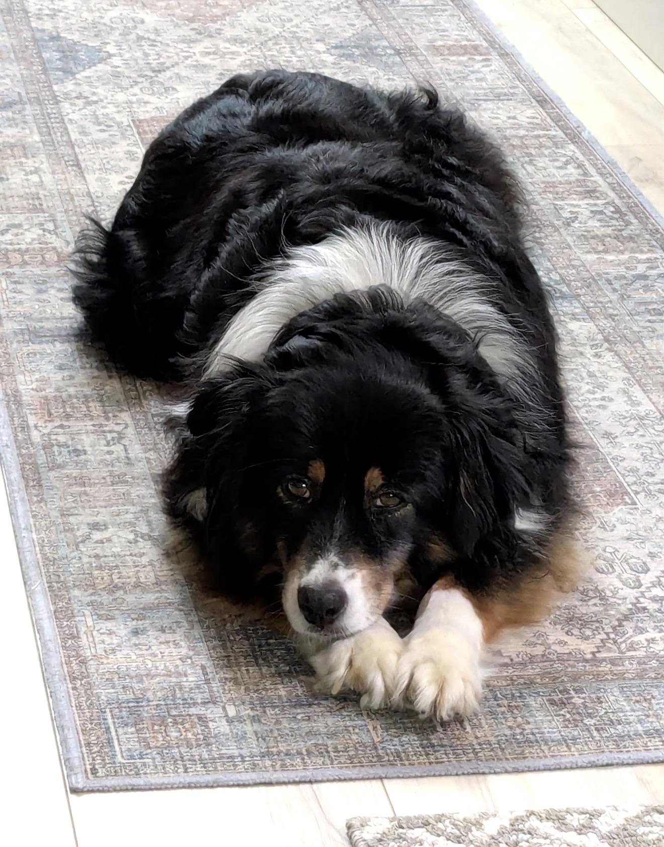 Strudel Caboodle, a Adoptable Australian Shepherd in Scarborough, ON image 5/6