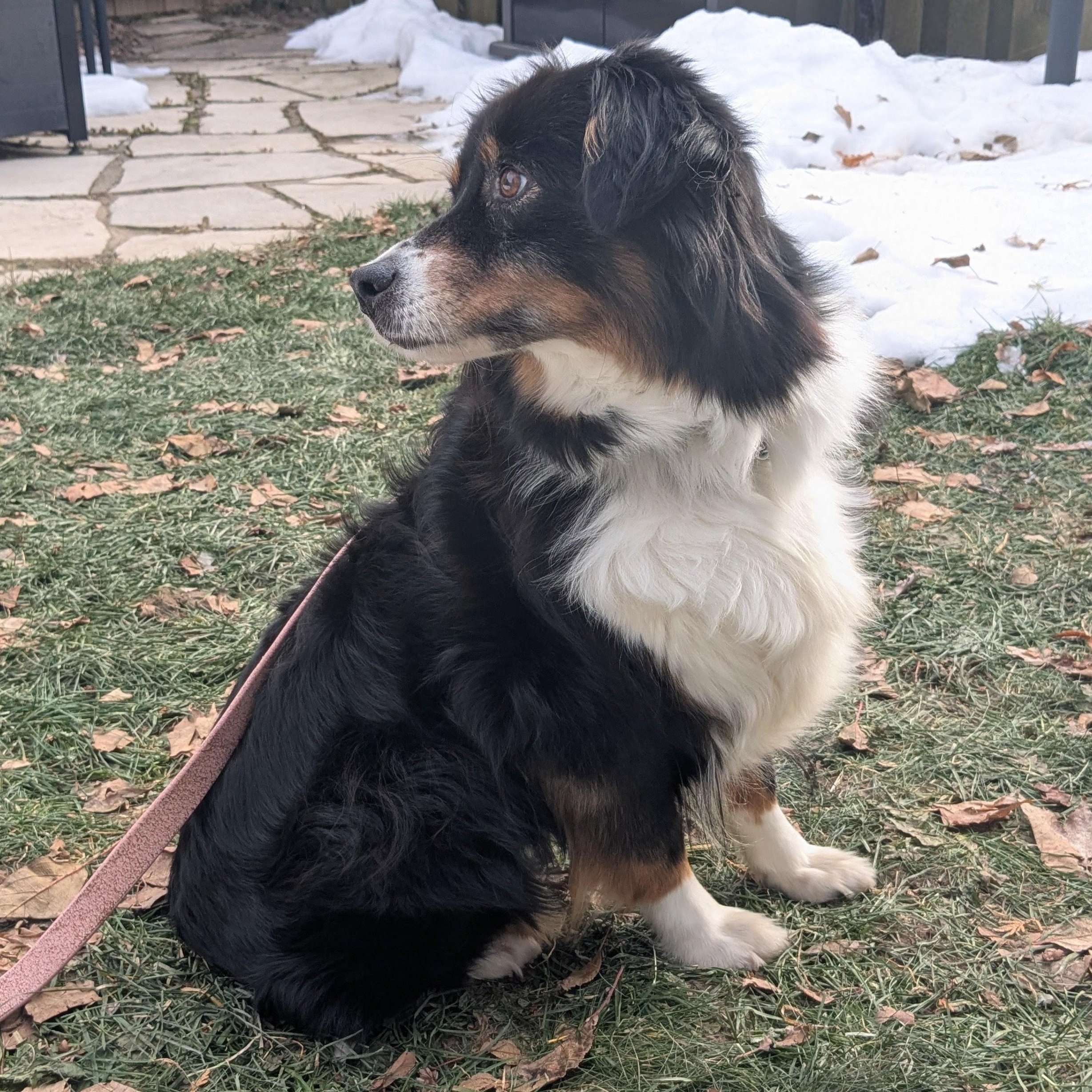 Enlarge Strudel Caboodle, a Adoptable Australian Shepherd in Scarborough, ON image 4/6