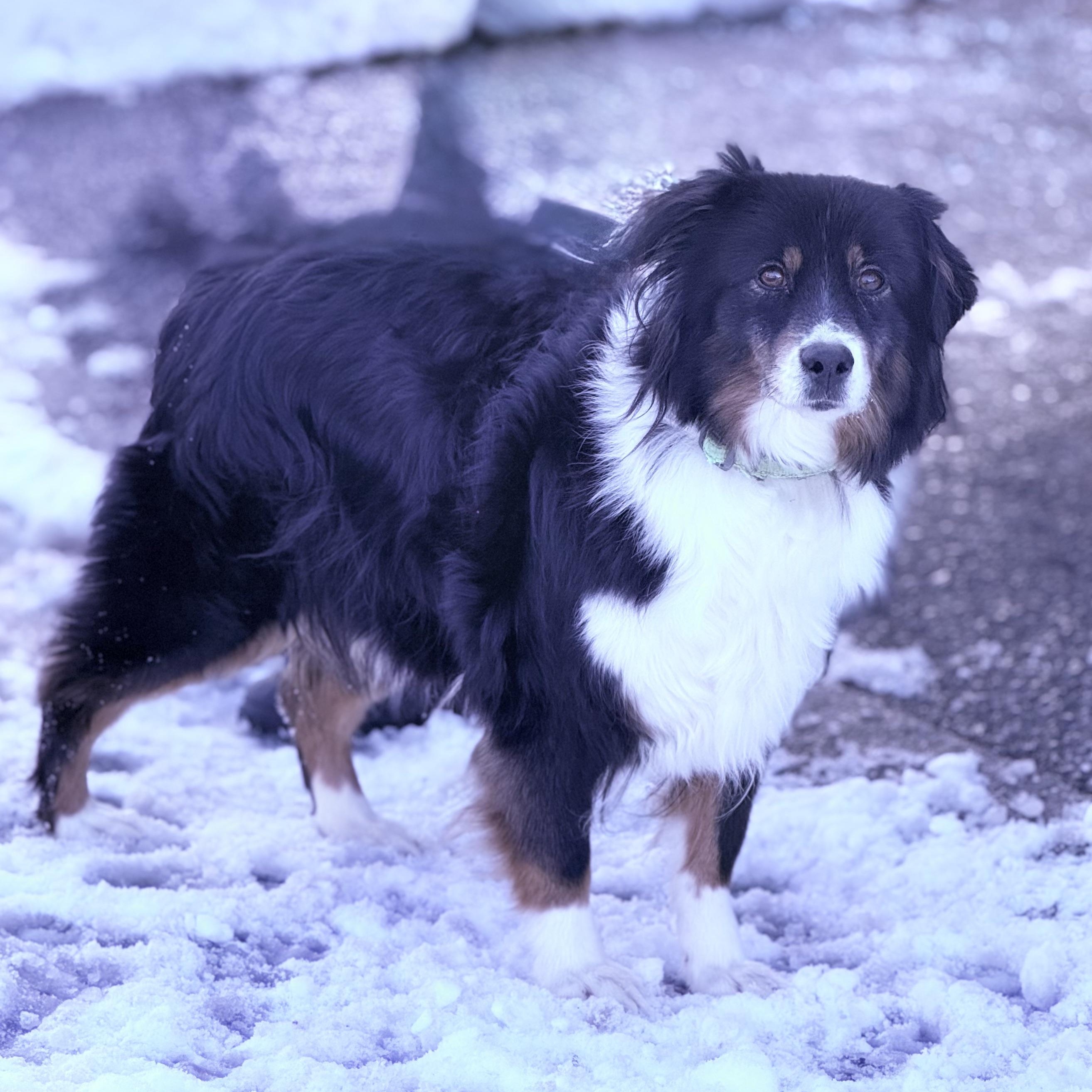 Enlarge Strudel Caboodle, a Adoptable Australian Shepherd in Scarborough, ON image 3/6