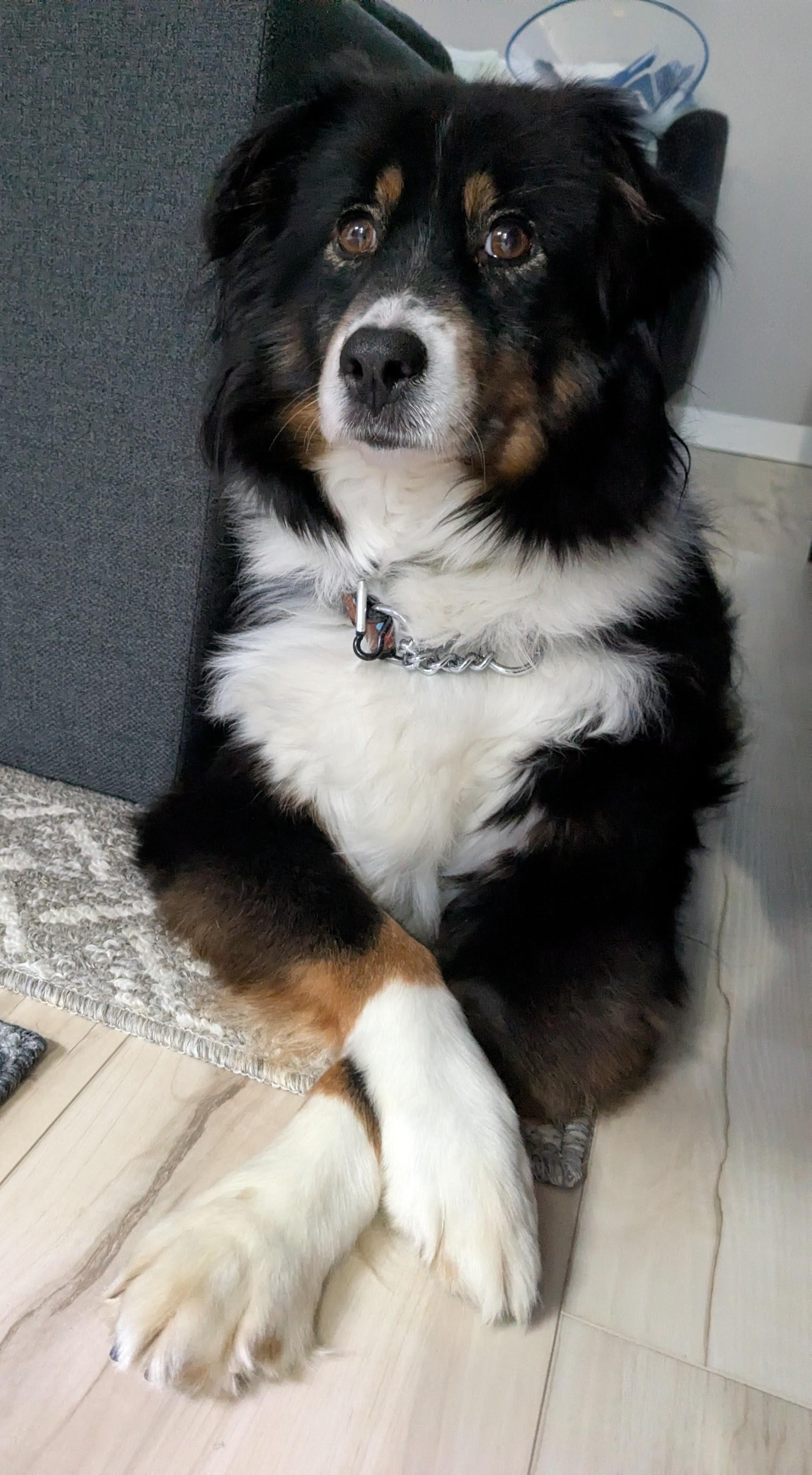 Enlarge Strudel Caboodle, a Adoptable Australian Shepherd in Scarborough, ON image 2/6