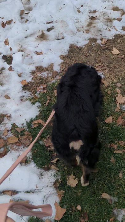 Enlarge Strudel Caboodle, a Adoptable Australian Shepherd in Scarborough, ON video 6/6