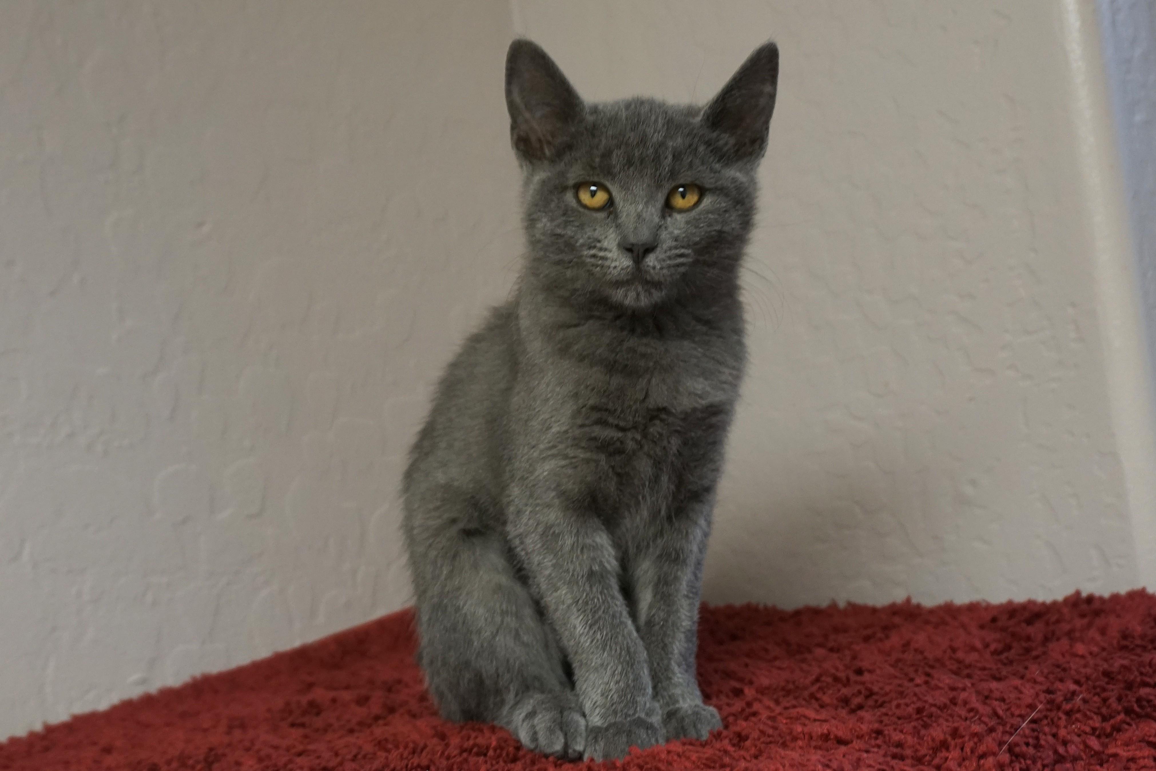 Enlarge Ashlee, an adopted Domestic Short Hair in Fountain Hills, AZ image 2/2