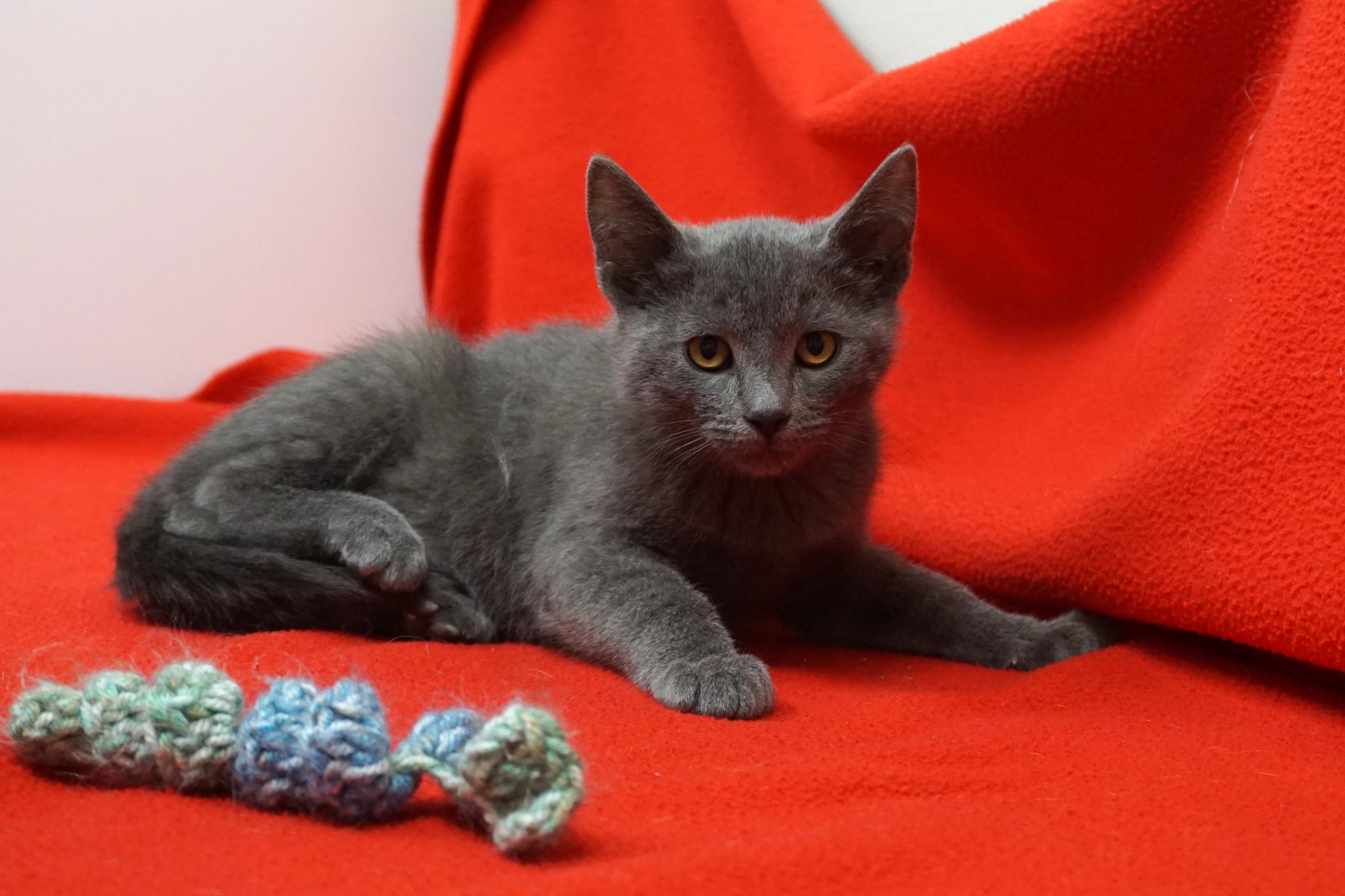 Enlarge Ashlee, an adopted Domestic Short Hair in Fountain Hills, AZ image 1/2